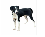 Small #3 Mutt