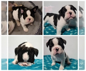 French Bulldog Puppy for sale in COLUMBUS, OH, USA