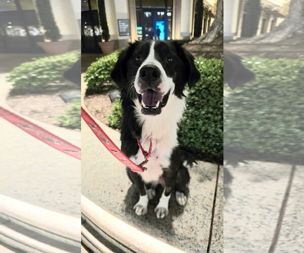 Medium Photo #6 Border-Aussie Puppy For Sale in Newport Beach, CA, USA