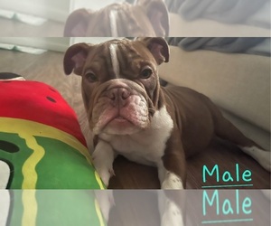 Bulldog Puppy for sale in OKLAHOMA CITY, OK, USA