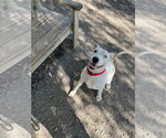 Small #3 Mutt