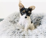 Small #1 Yorkshire Terrier