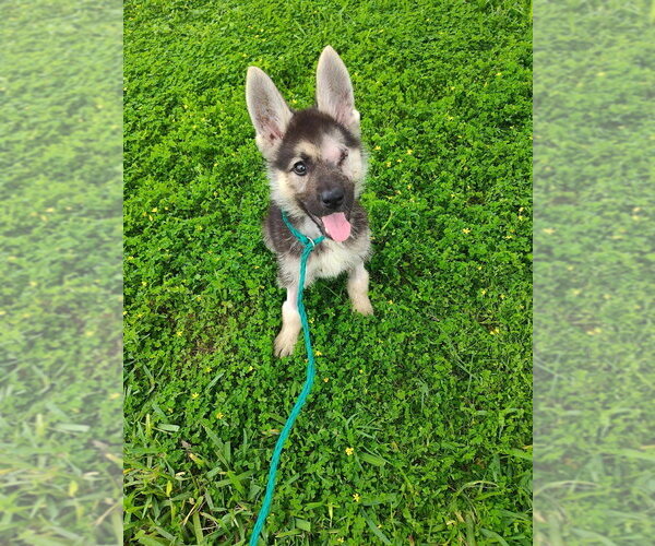 Medium Photo #1 Mutt Puppy For Sale in New York, NY, USA