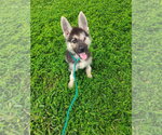 Small Mutt