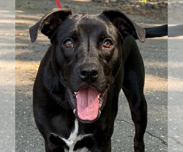 Medium Photo #33 Labrador Retriever-Unknown Mix Puppy For Sale in Canton, CT, USA