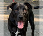Small #32 Labrador Retriever Mix