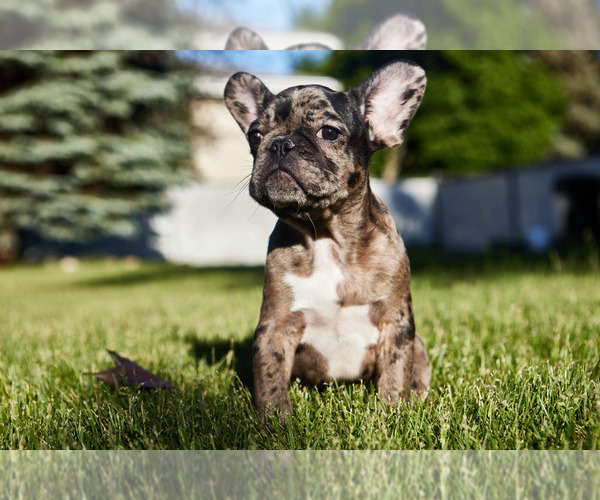 Medium Photo #6 French Bulldog Puppy For Sale in WOOD DALE, IL, USA