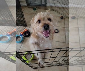 Shih Tzu-Unknown Mix Dogs for adoption in Victorville, CA, USA