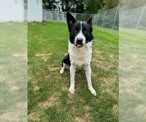 Border Collie-Huskies  Mix Dogs for adoption in Muskegon, MI, USA