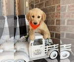 Small Photo #8 Golden Retriever Puppy For Sale in RICHLAND, MO, USA