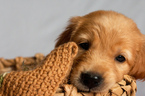 Small Photo #24 Golden Retriever Puppy For Sale in EX SPGS, MO, USA
