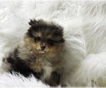 Small #15 Pomeranian