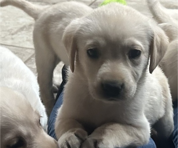 Medium Photo #1 Labrador Retriever Puppy For Sale in GOODYEAR, AZ, USA