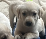Small Photo #1 Labrador Retriever Puppy For Sale in GOODYEAR, AZ, USA