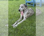 Small #2 Great Dane