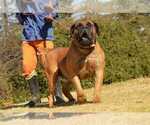 Small Photo #1 Boerboel Puppy For Sale in LAS CRUCES, NM, USA