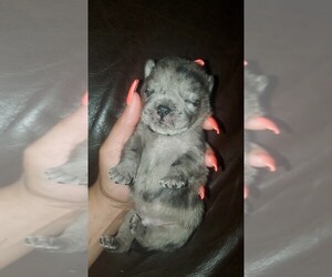 Chow Chow-Pug Mix Puppy for sale in DALLAS, TX, USA