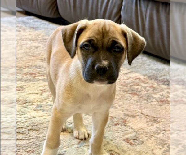 Medium Photo #2 American Staffordshire Terrier-Labrador Retriever Mix Puppy For Sale in San Juan Capistrano, CA, USA