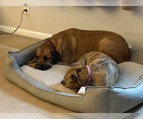 Medium Photo #7 Mastador Puppy For Sale in Chester, NJ, USA