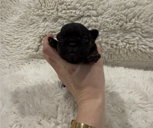 Medium Photo #7 French Bulldog Puppy For Sale in KALISPELL, MT, USA