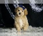 Small #1 Maltipoo
