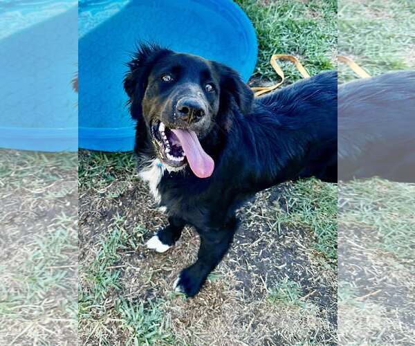 Medium Photo #5 Border Collie-Unknown Mix Puppy For Sale in San Diego, CA, USA