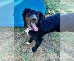 Small #4 Border Collie Mix