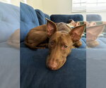 Small #2 Doberman Pinscher-Pharaoh Hound Mix