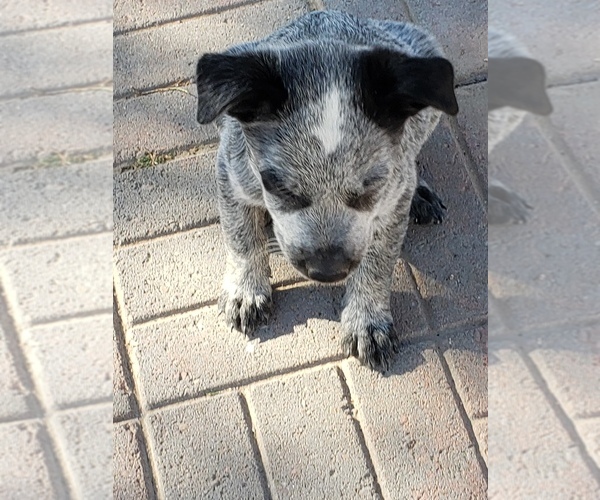 Medium Photo #3 Australian Cattle Dog Puppy For Sale in BRIGGSDALE, CO, USA