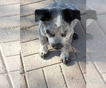 Small Photo #3 Australian Cattle Dog Puppy For Sale in BRIGGSDALE, CO, USA
