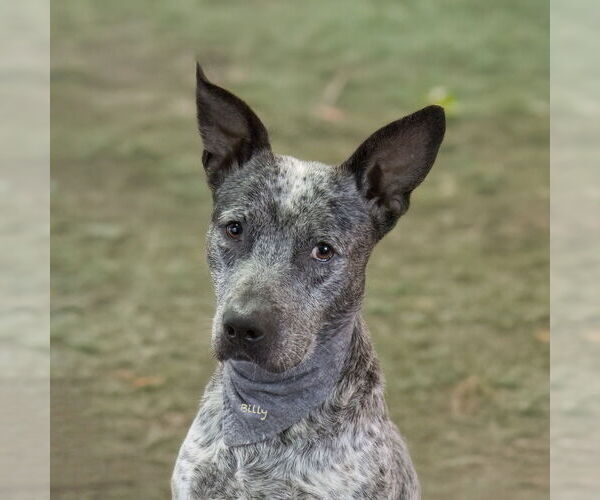 Medium Photo #2 Mutt Puppy For Sale in Hot Springs Village, AR, USA