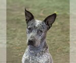 Small #1 Mutt