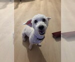 Small Photo #2 Poodle (Miniature)-Unknown Mix Puppy For Sale in Corona, CA, USA