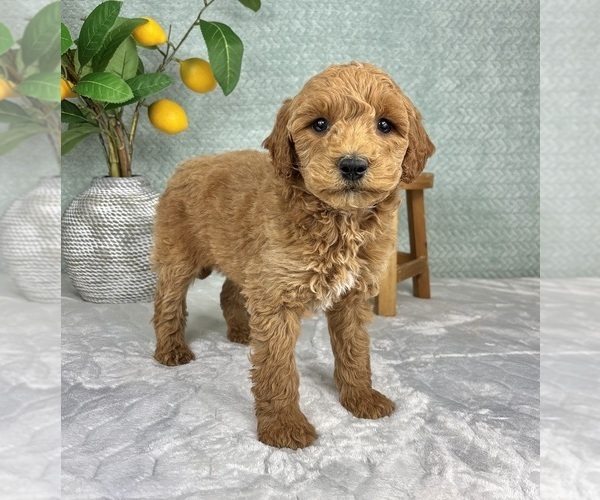 Medium Photo #6 Goldendoodle (Miniature) Puppy For Sale in FRANKLIN, IN, USA