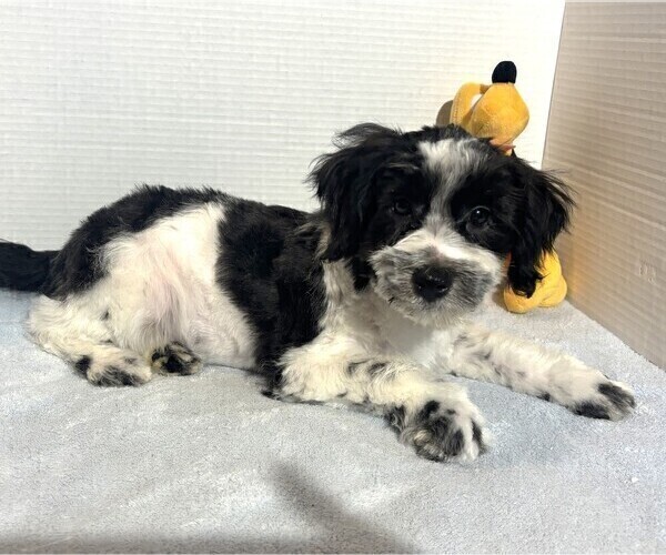 Medium Photo #1 Schnauzer (Miniature) Puppy For Sale in MORENO VALLEY, CA, USA