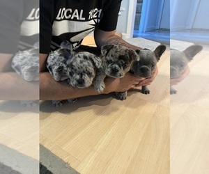 French Bulldog Puppy for Sale in FAIRFIELD, California USA