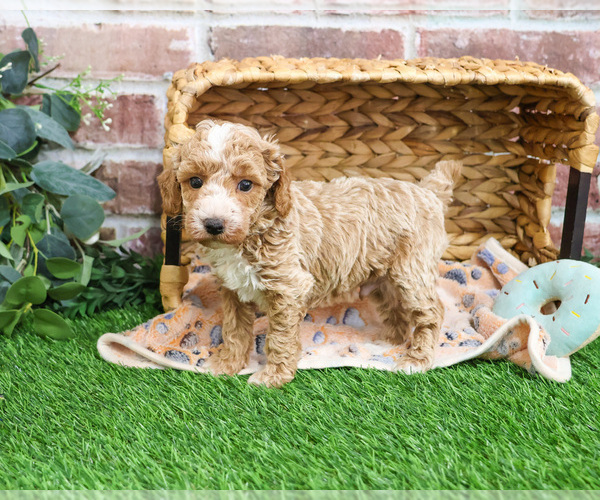 Medium Photo #11 Poodle (Miniature) Puppy For Sale in SYRACUSE, IN, USA
