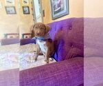 Small #1 Labrador Retriever Mix