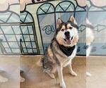 Small #1 Alaskan Malamute