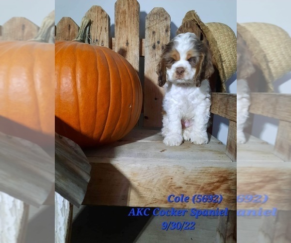 Medium Photo #1 Cocker Spaniel Puppy For Sale in SHIPSHEWANA, IN, USA