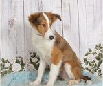 Small Photo #1 Shetland Sheepdog Puppy For Sale in PENNS CREEK, PA, USA