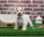 Small #2 Schnauzer (Miniature)