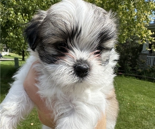 Medium Photo #7 Mal-Shi Puppy For Sale in ROGERS, MN, USA