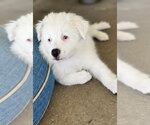 Small #2 Border-Aussie