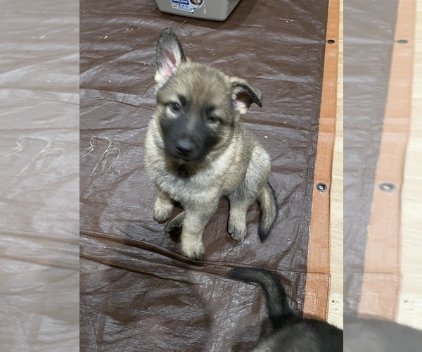 Medium Photo #5 German Shepherd Dog Puppy For Sale in MADISON HEIGHTS, VA, USA