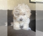 Small #1 Lhasa Apso-Poodle (Standard) Mix