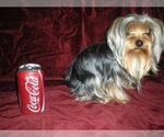 Small Photo #3 Yorkshire Terrier Puppy For Sale in STKN, CA, USA
