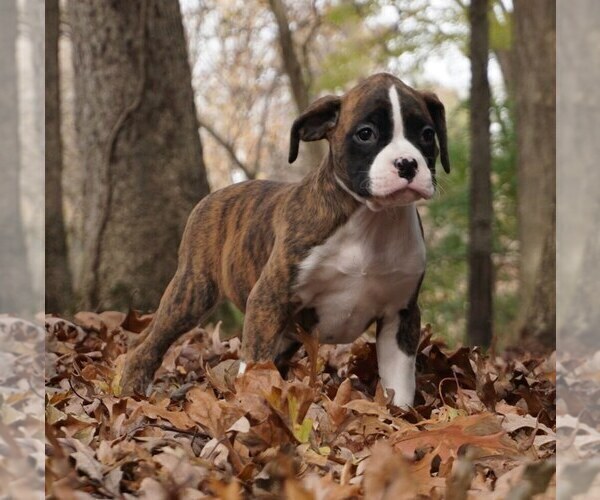 Medium Photo #2 Boxer Puppy For Sale in WARSAW, IN, USA