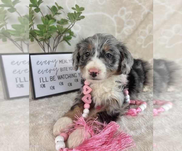 Medium Photo #1 Bernedoodle (Miniature) Puppy For Sale in INDIANAPOLIS, IN, USA
