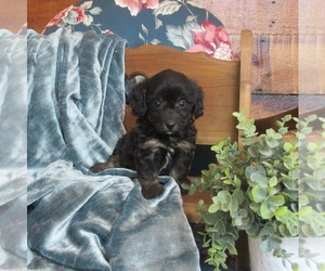 Doodle Puppy for sale in LE MARS, IA, USA